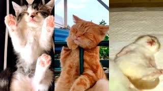 Funniest Cats - Don't try to hold back Laughter - Funny Cats and cute cats Life