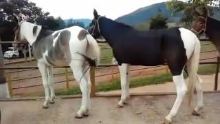 Tropa Pampa de Mula e Burra da Comitiva Rancho do Tropeiro