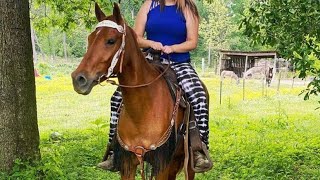 horse video in farm | horse racing video | horse riding video| horse video | horses | horses |