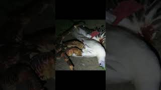 4taque del cangrejo gigante REAL #cangrejococotero #coconutcrab #ataque #animals