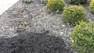 Spreading Mulch - Mulch Delivery Louisville KY