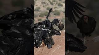 CONDOR DA CALIFÓRNIA #shorts #animals #animais #curiosidades #fatos #shortsfeed #shortvideo #short