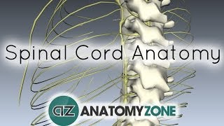 Spinal Cord - External Anatomy - 3D Anatomy Tutorial