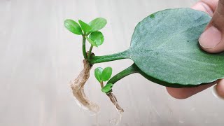 Growing Plants From A Single Leaf (Full Updates) #LeafPropagation #Roofgardening #ZeroSoil