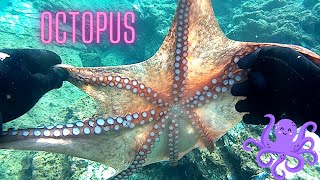 ωραία χταπόδια 🐙nice octopuses🐙bonitos pulpos🐙