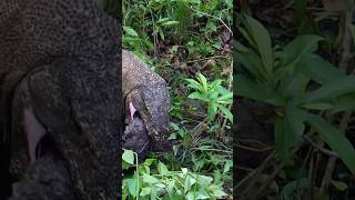 😱!Komodo dragons eat rhino prey