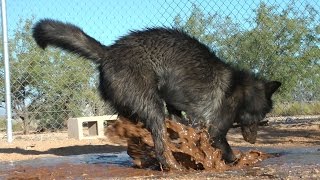 Wolf plays with Doberman & Egyptian dog in the mud ~ muddy mess! + Ostrich