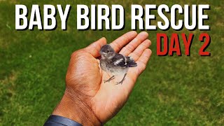 Rescuing A Baby Bird | Day 2 | Tragedy Strikes