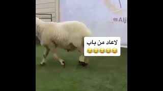 خروف غاضب يكسر الباب ويهاجم بقرونه