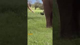 Bird In Wrong Place Wrong Time 🐦💩🐘 #viral #animals #shorts