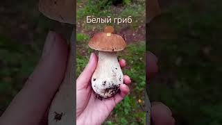 Белый Гриб для Здоровья 🍄‍🟫 #белыйгриб #грибы #мирвокруг #лес #mushroom #природнаятерапия #nature