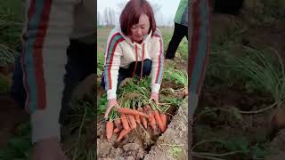 Watch me a satisfaying videos of agriculture growing fruit, vegetable, carrot, corn, onion etc 31