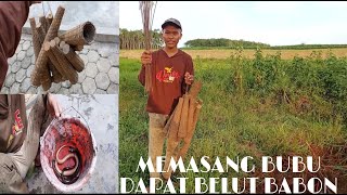 MEMASANG BUBU BELUT