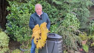 Is it safe to compost rhubarb leaves? | www.garden.help