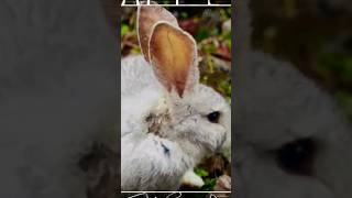 Rabbit | Animals #shorts #wildlife #animals