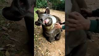 Tapir sonriendo :)