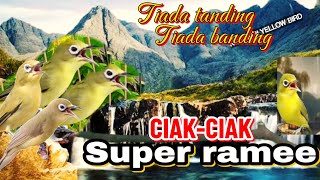 Ciak-ciak super ramai, ampuh bikin kecial kuning gacor langsung ngejos