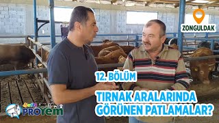 Hayvanların tırnak aralarında görülen patlamaların sebebi nedir? - Yetiş Proyem 12. Bölüm