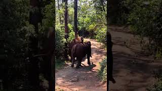 #elephants Munnar