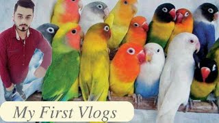 Mere Setup Ka Shauk My Frist Vlogs 🐦🐦|| Adeel Sweet Birds ||