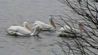 White Pelicans Feeding