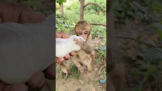 Little baby drinking milk 🍼🍼🍼🐵🐵🐵 #bandar #monkeyvideo #monkey 0593