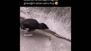 Hayaller Gerçekler🙄Büyüdüğü Halde Ailesinin Beslediği, Yemeğinin Ağzına Gireceğini Sanan Yavru Kuş