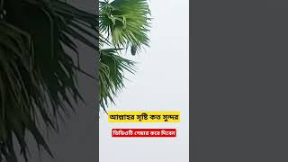 মোরা যদি ডানা ওয়ালা পাখি হতাম। #shorts #short #videos #shortvideos #viral #islamicsong