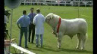 Turriff Show 2008 Part 11