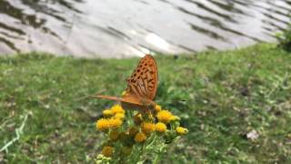 Beautiful Butterfly