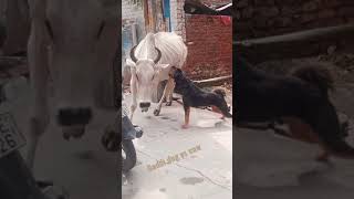 Gaddi dog vs cow fight | bhutiya vs cow dangerous fight