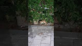 Stray cat eating#short