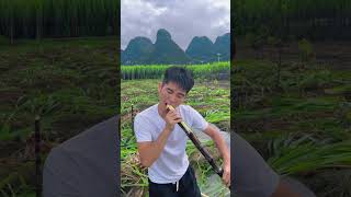 Fresh sugarcane peeling taste so sweet at beautiful farming #fresh #sugarcane #satisfying