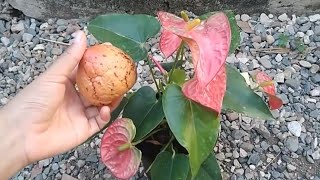 PON 1 SEMILLA DE AGUACATE EN TUS PLANTAS Y  ELIMINA TODAS LAS PLAGAS DE MI JARDIN.