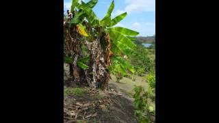 Young Living's Cacao in Ecuador