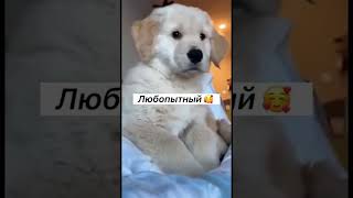 НУ ДО ЧЕГО ЖЕ МИЛО #щенок #shorts