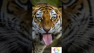 The Tiger’s Tongue - Do you know this?? #shorts #facts #sciencefacts #wildlife