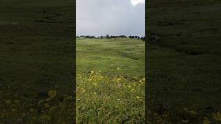 plateau of Sahyadri #shorts#westernghats #sahyadri #plateau #flowers