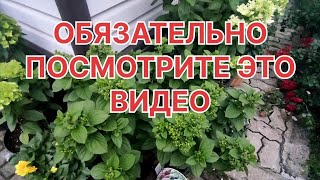 О подкормке ГОРТЕНЗИИ 🌿 Вроде рано,НО...о подготовке невызревших саженцев к зиме🌿