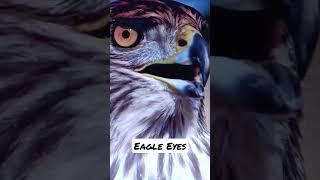 Eagle Eyes