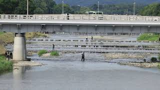 Japan Kyoto #旅行 kamo river