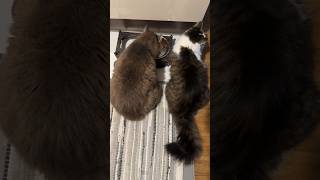 Sharing is Caring | es schmeckt den Katzen Gourmets 😹lustige Katzenvideos 😻 #shorts #cats