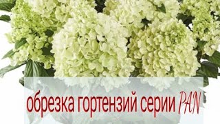 Обрезка гортензий Пандора, Пандалус,Панателла, Пантеон, Панфлора,Панорама/ Первая зимовка PAN