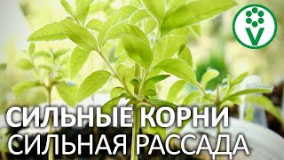 КОРНИ РАССАДЫ СТАНУТ СИЛЬНЕЕ! Важный компонент грунта, о котором нельзя забывать