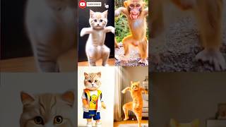 cats 🆚 monkey dance 😁 patli kamar mori 😂😎 #cat #dance #youtubeshorts