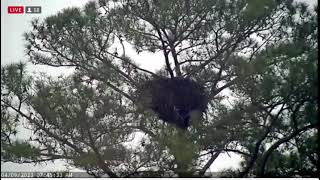 04 09 23 Berry College Eaglet fledges