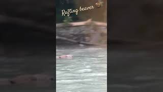 River rafting beaver / Castor faisant du rafting #nature #wildlife #suisse #beaver #castor