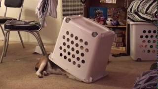 Einstein Under Laundry Basket