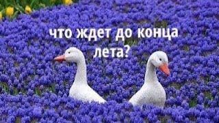 ЧТО ЖДЕТ ДО КОНЦА ЛЕТА?