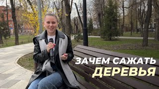 Зачем сажать деревья в городе?